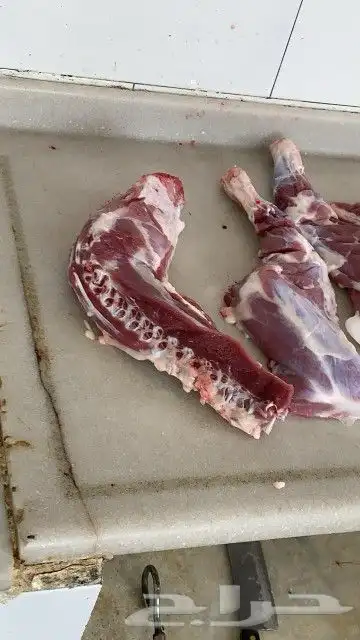 مزرعة مرابي عسير للذبايح 11