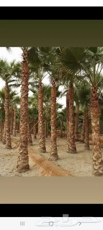 توريد وقلع النخيل والاشجار 5