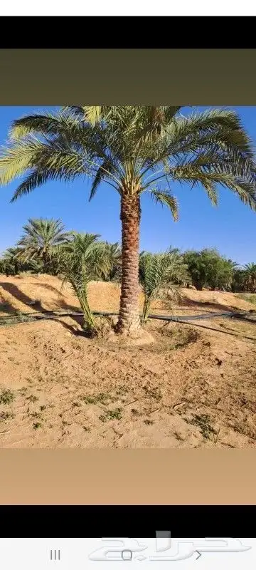 توريد وقلع النخيل والاشجار 7