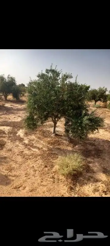 توريد وقلع النخيل والاشجار 6