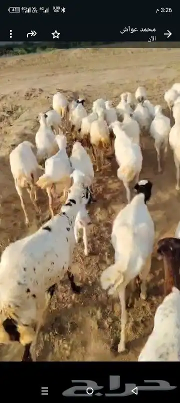 ضان رفيدي العدد 85رس رس 1