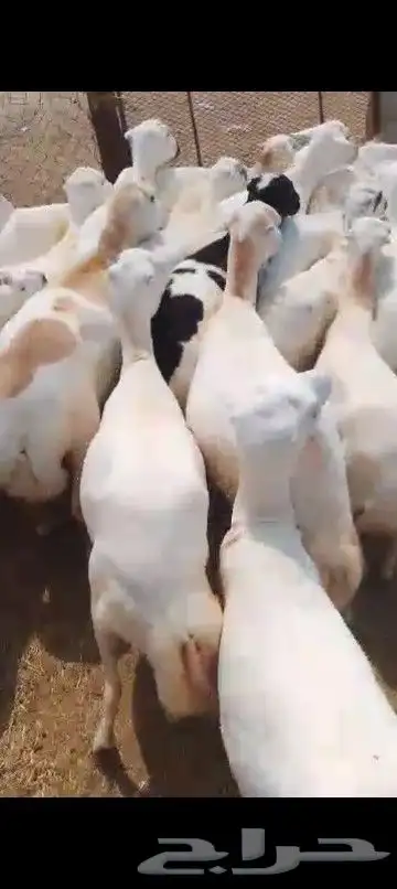 ضان رفيدي العدد 85رس رس 0