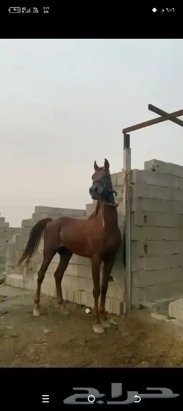 حصان عربي ورق للبيع 0