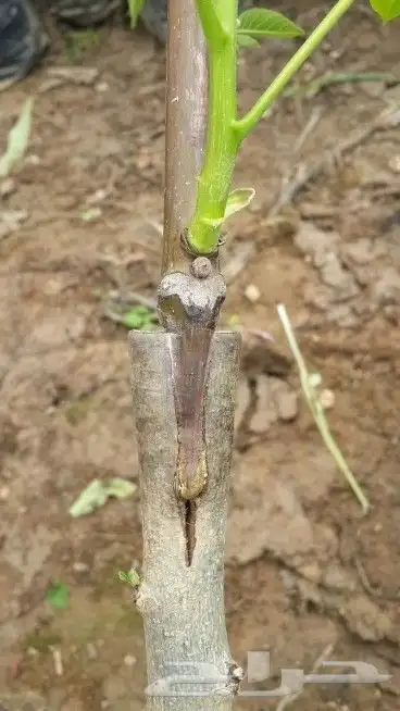 تقليم اشجار المثمره خبره 15سنه 2