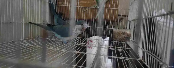 ذكرين ببغاء كويكر للبيع 0