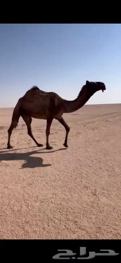 للبيع ضريبه بكره صفرا ثنيه كفوو 0