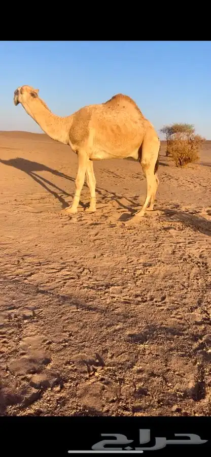 قعود فحل للبيع 1