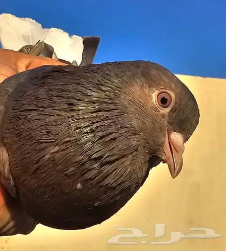 طحيني مذيل عروق قويه 9