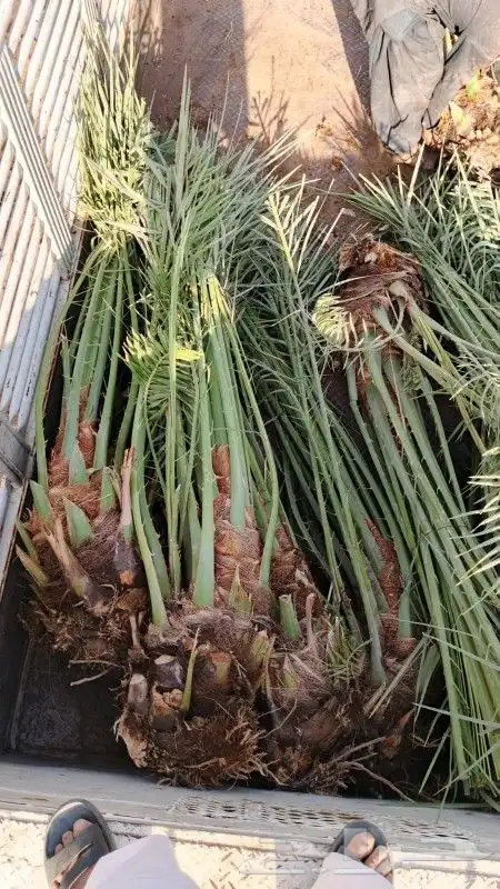 نخل صقعي فاخر 3