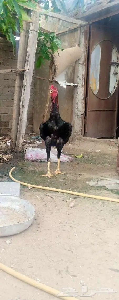دجاج شامو 0