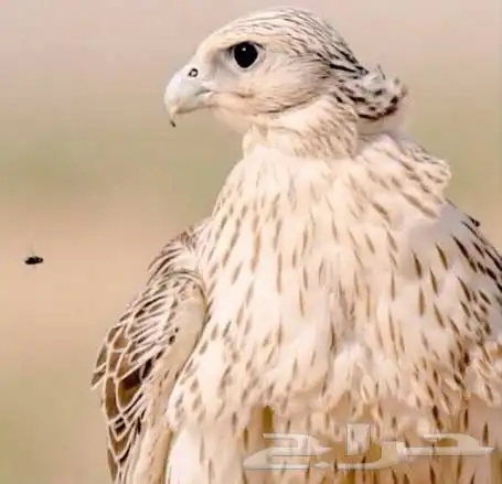 مطلوووب طير بسعر مناسب 0