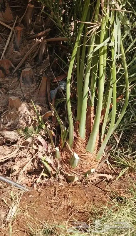 نخل صقعي فاخر 0