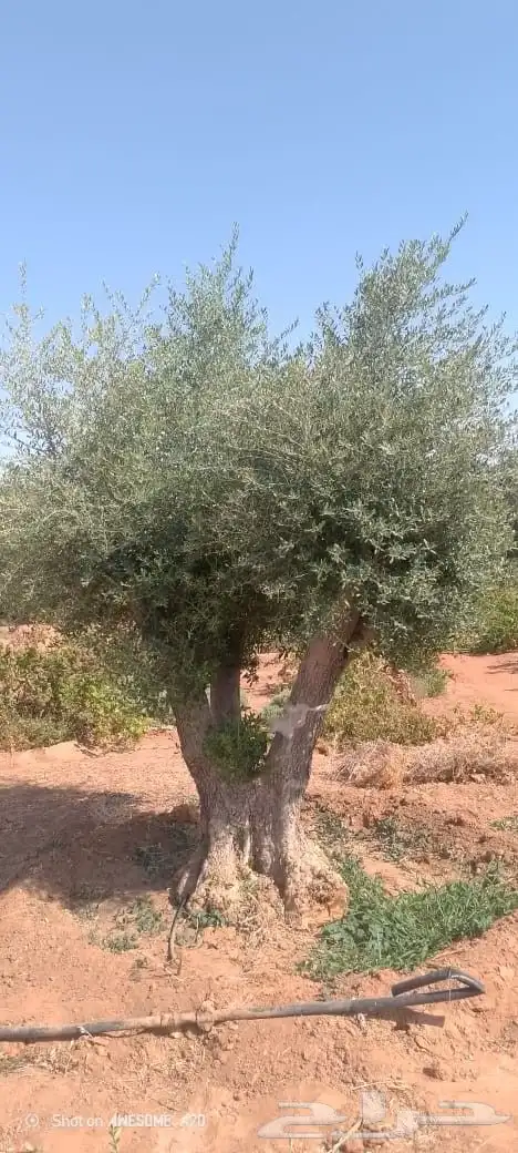 مقاول شبوك اشجار زيتون ونخل 0