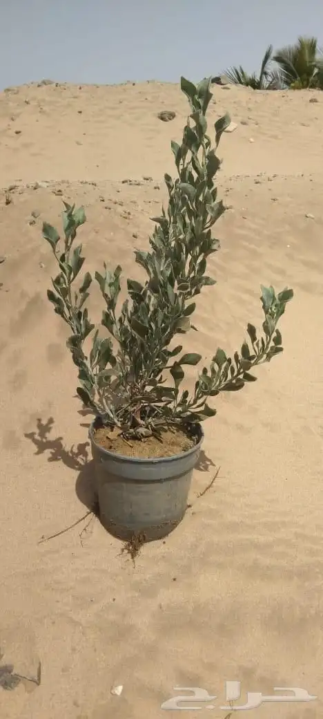 شتلات وأشجار بسعر الجملة 1