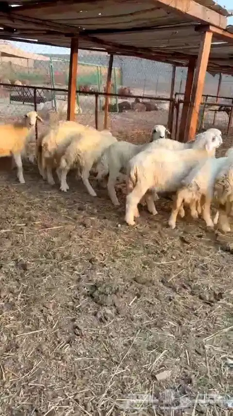 طليان ورخال حري 4