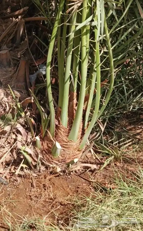 نخل صقعي فاخر 1