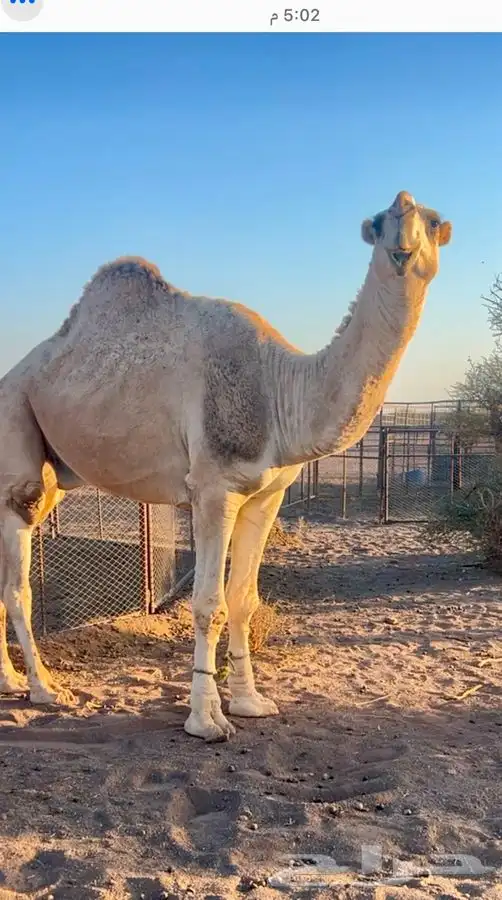 قعود فحل للبيع 2