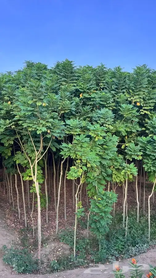 أشجار متنوعه 2