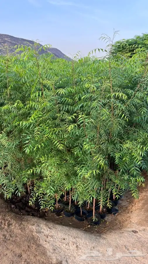 أشجار متنوعه 1