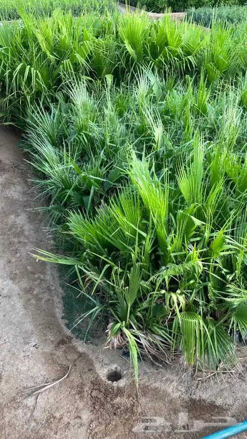 أشجار متنوعه 3