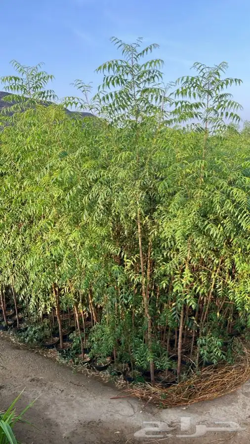 أشجار متنوعه 6