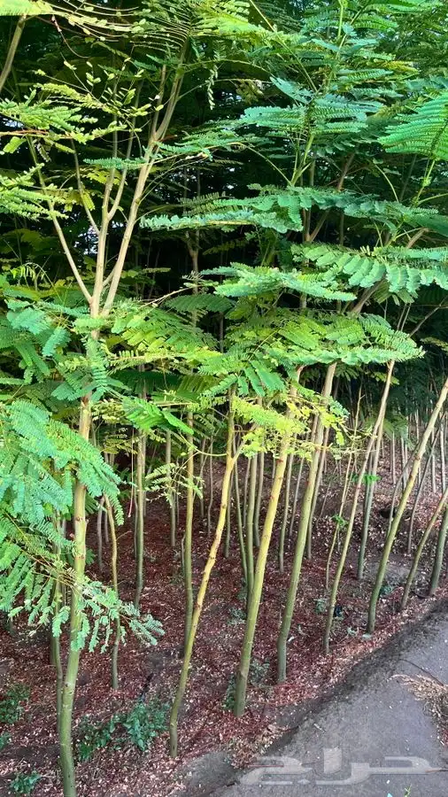 أشجار متنوعه 5