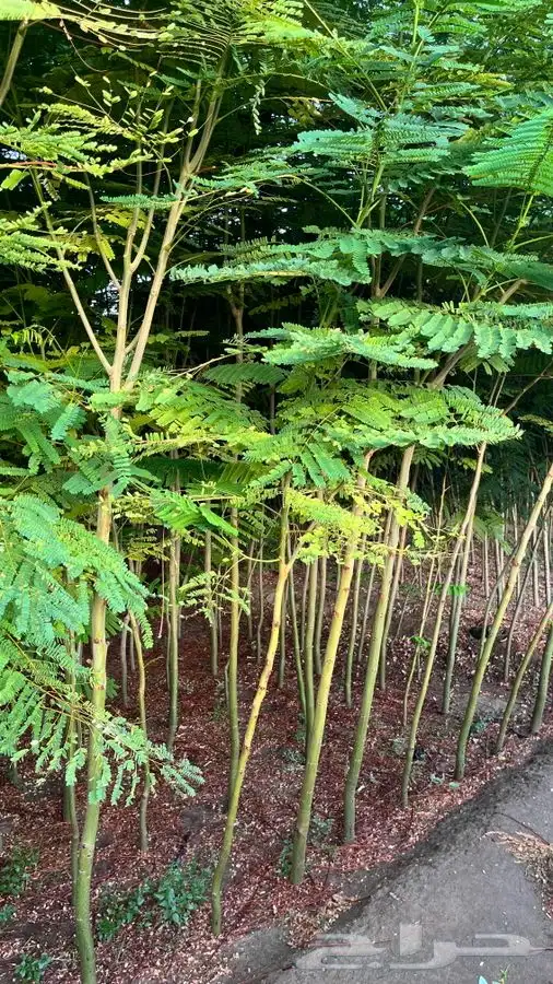 أشجار متنوعه 4