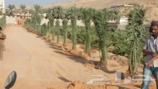 توريد وقلع النخيل والاشجار 8