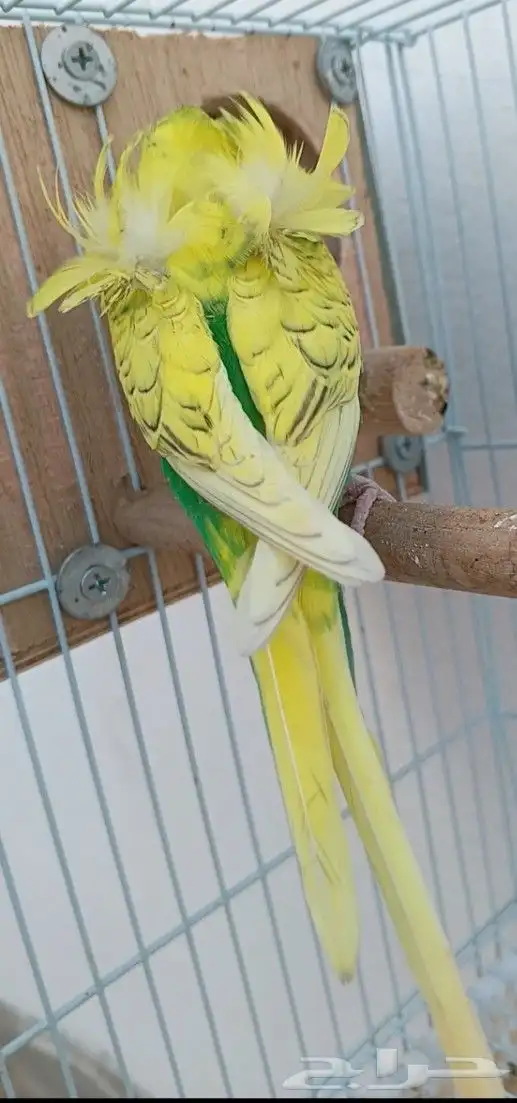 جوز هوقو منتج 20