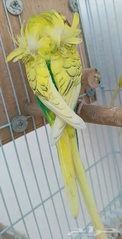 جوز هوقو منتج 18