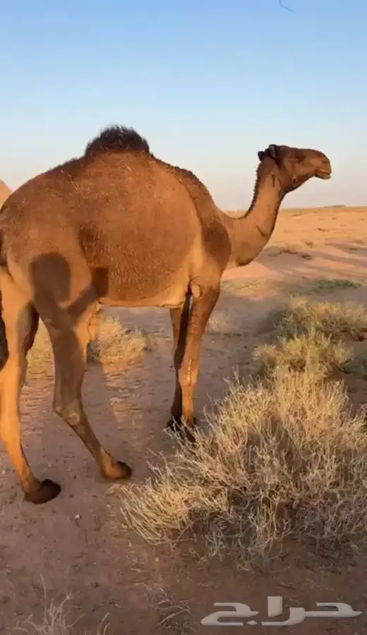 بكرة للبيع حقه والبيع علئ السوم والبيع قريب 0