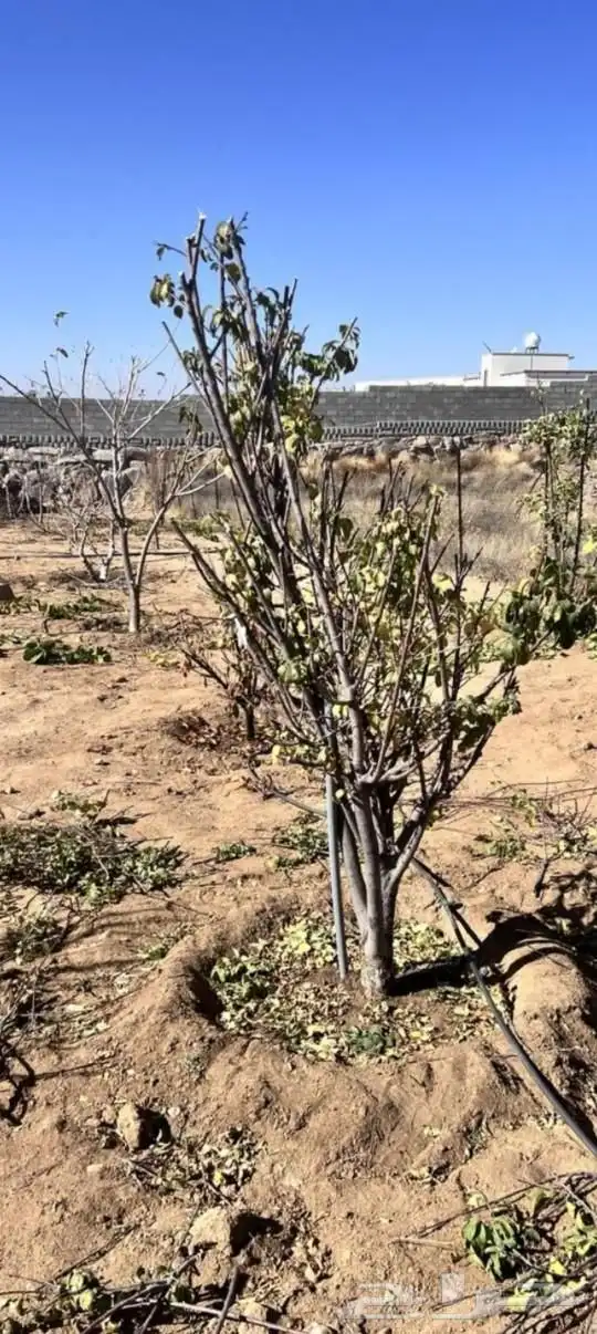 تقليم اشجار المثمره خبره 15سنه 3