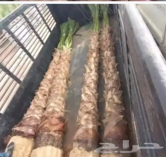 نخل واشنطني ونخل عربي وزيتون 7
