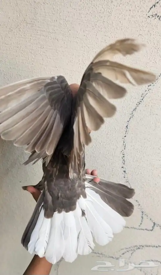 طحيني مذيل عروق قويه 19