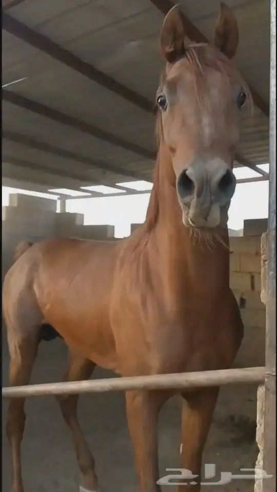 حصان عربي ورق للبيع 1