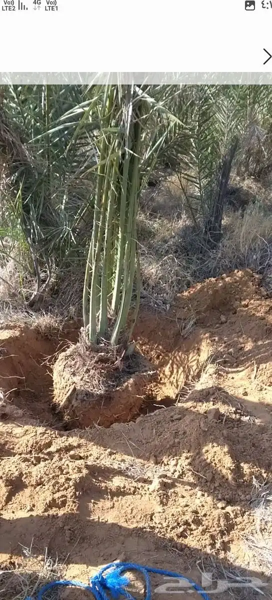 يوجد لدينا جميع انوع انخل عربي واشنطي 0