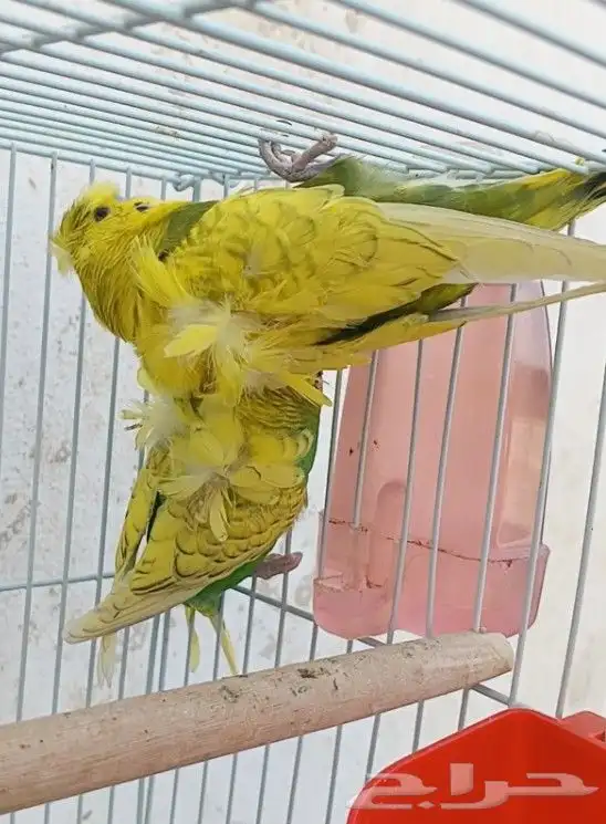 جوز هوقو منتج 29