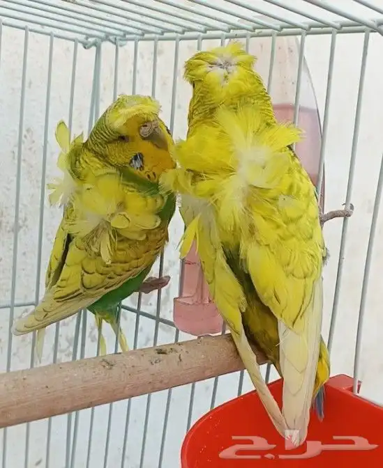 جوز هوقو منتج 27