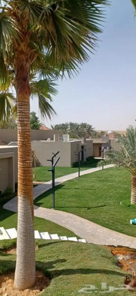 نخل واشنطني زينه 12