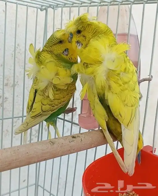 جوز هوقو منتج 25