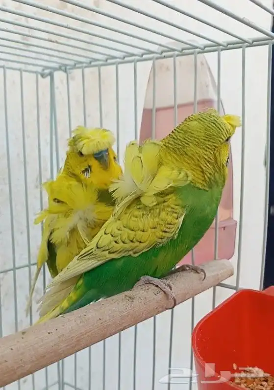 جوز هوقو منتج 34