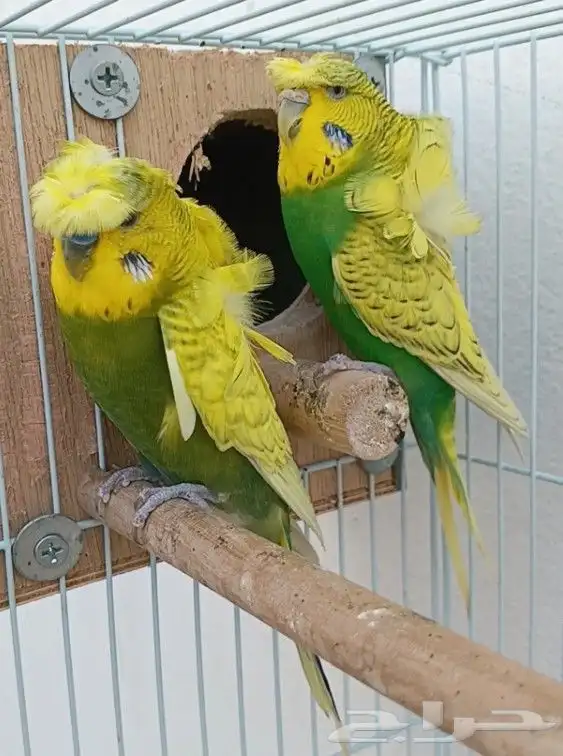 جوز هوقو منتج 12