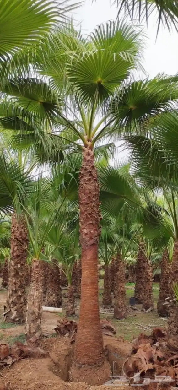 نخل واشنطني زينه 20