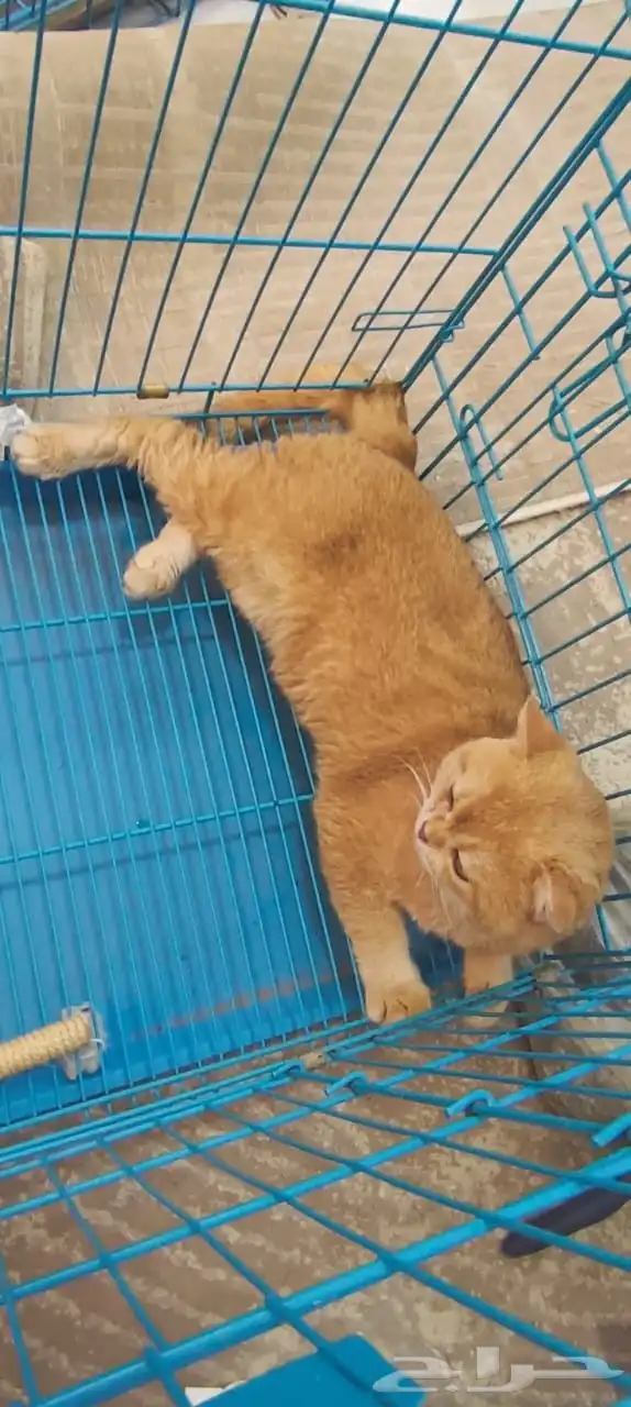 ذكر فحل مسجل سكوتش ny12 1