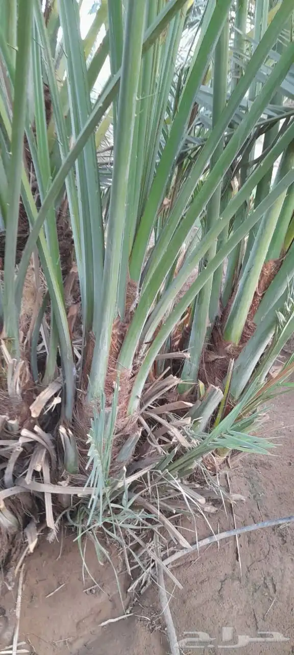 نخل للبيع برحي وسكري خلاص روثانه عجوه خنيزي تصديرالقصيم قطر 6
