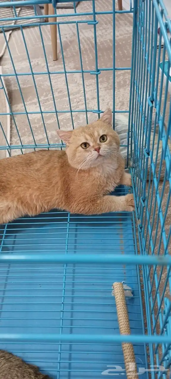 ذكر فحل مسجل سكوتش ny12 0