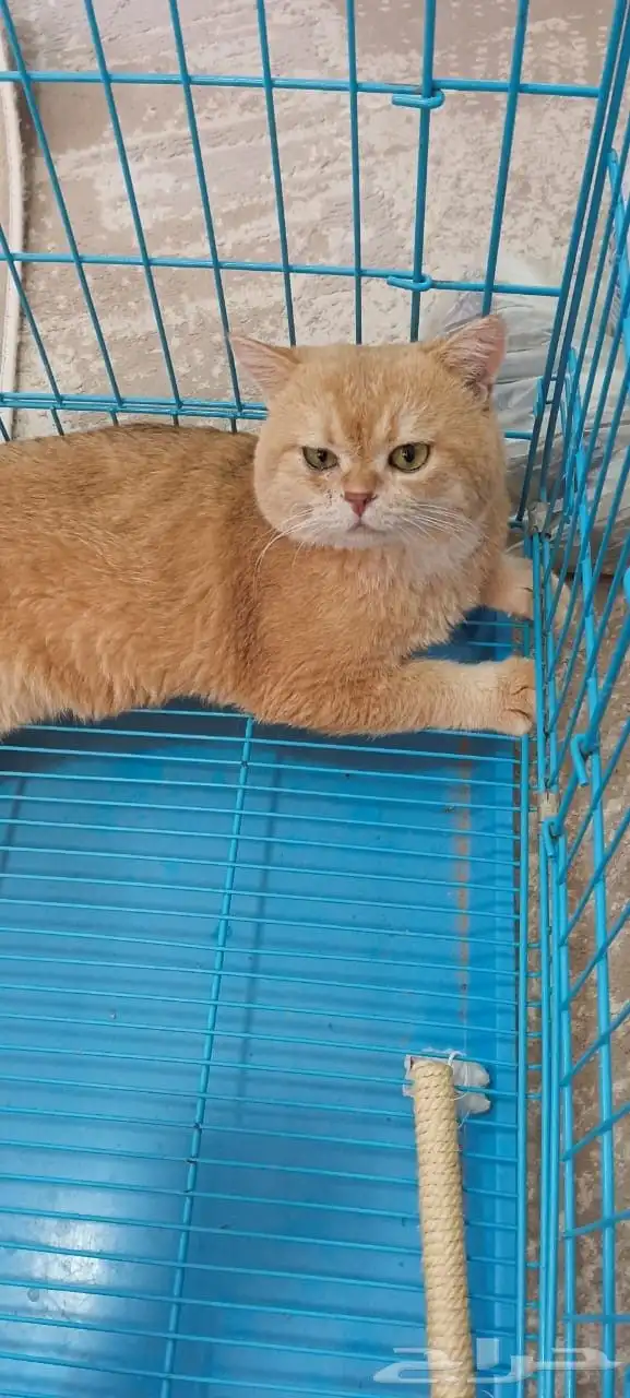 ذكر فحل مسجل سكوتش ny12 2