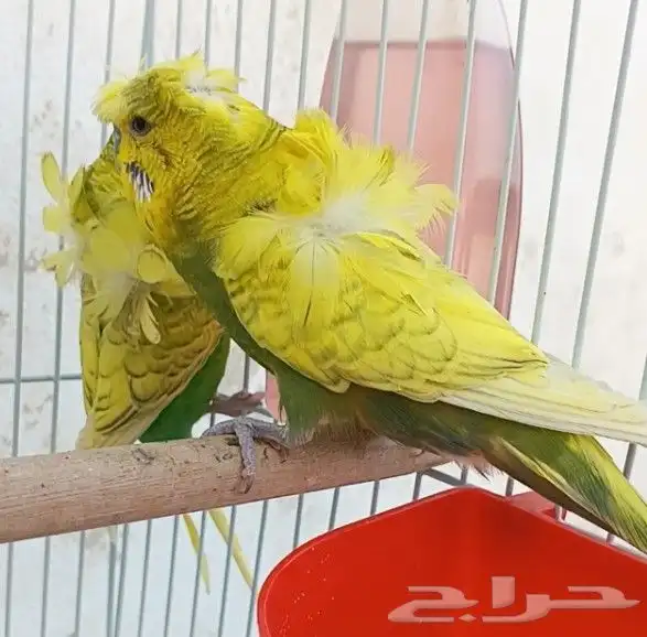 جوز هوقو منتج 21