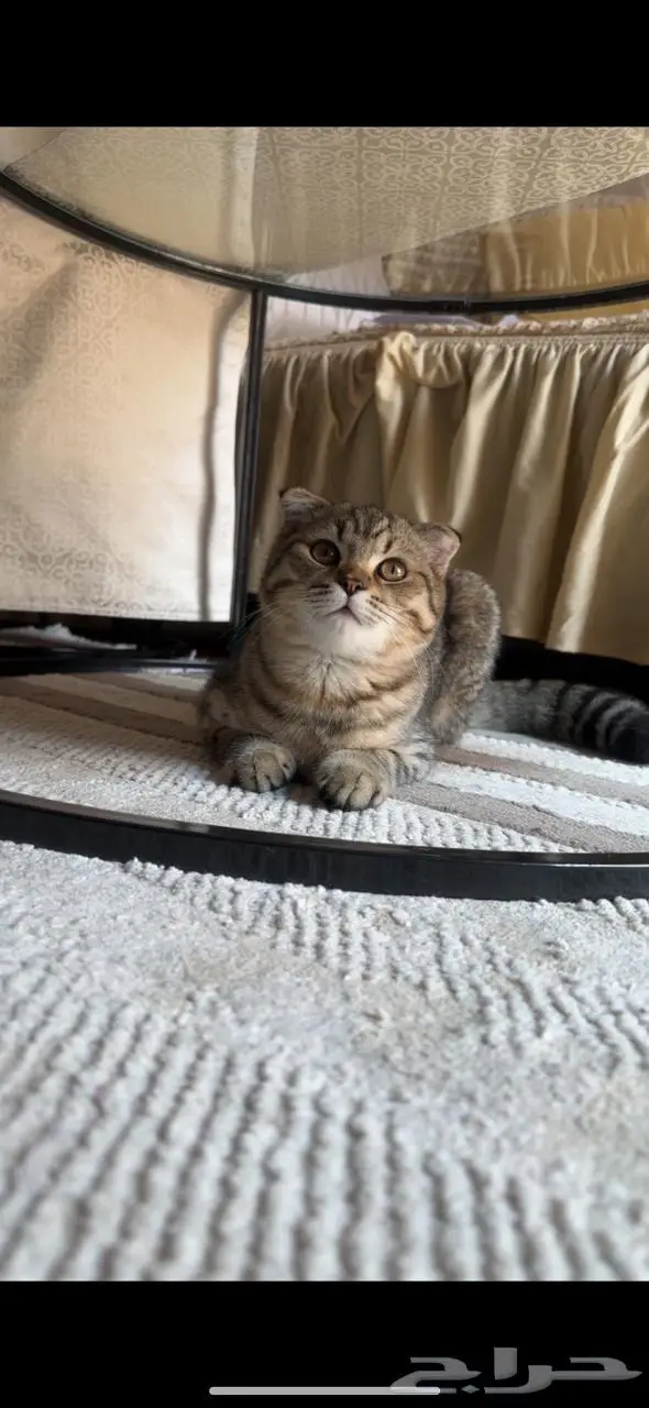 سكوتش فولد ذكر للبيع 0