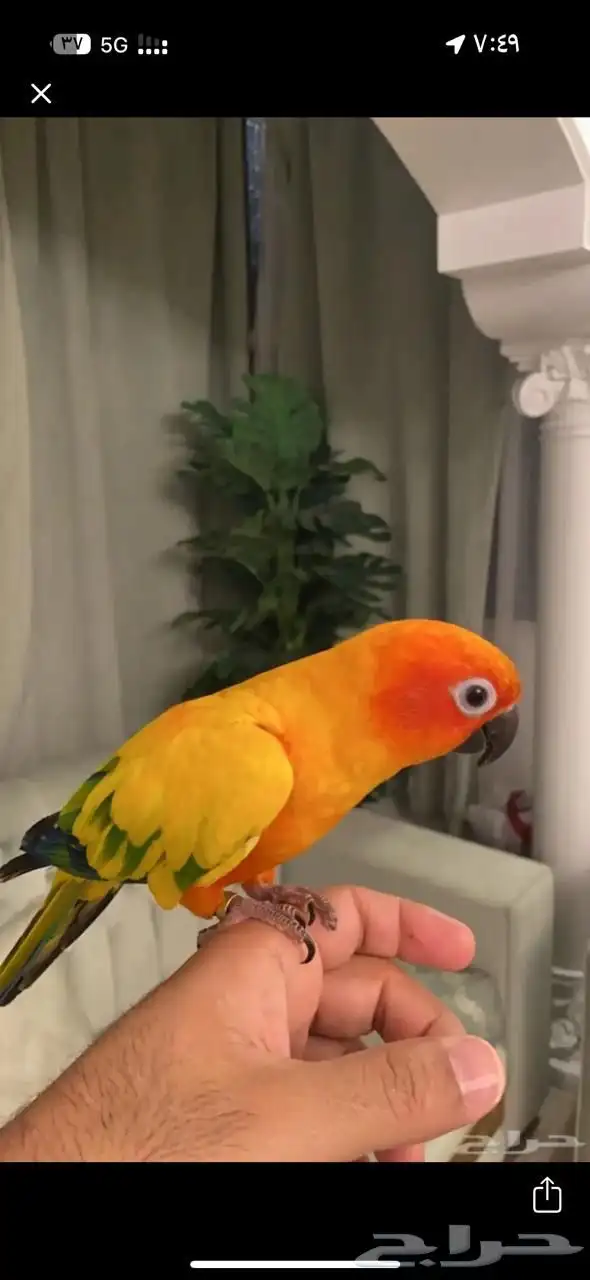 ببغاء صن كنيور مستورد 1